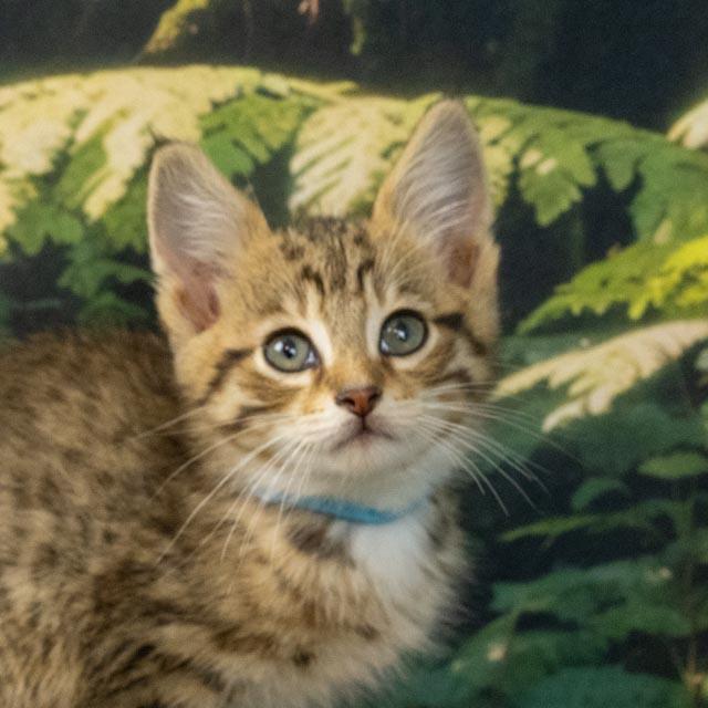 Ranger