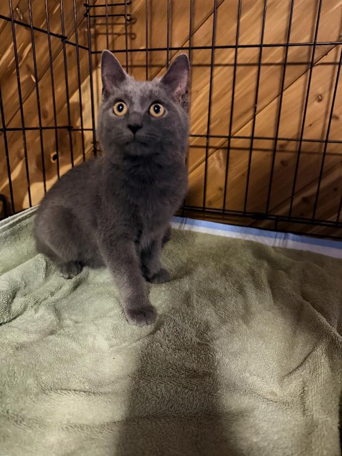 Enlarge Ash, a Adoptable Domestic Short Hair in Romney, WV image 1/1