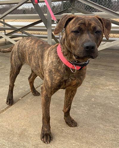 Enlarge Fudge, a Adoptable mixed breed in Durham, NC image 1/6