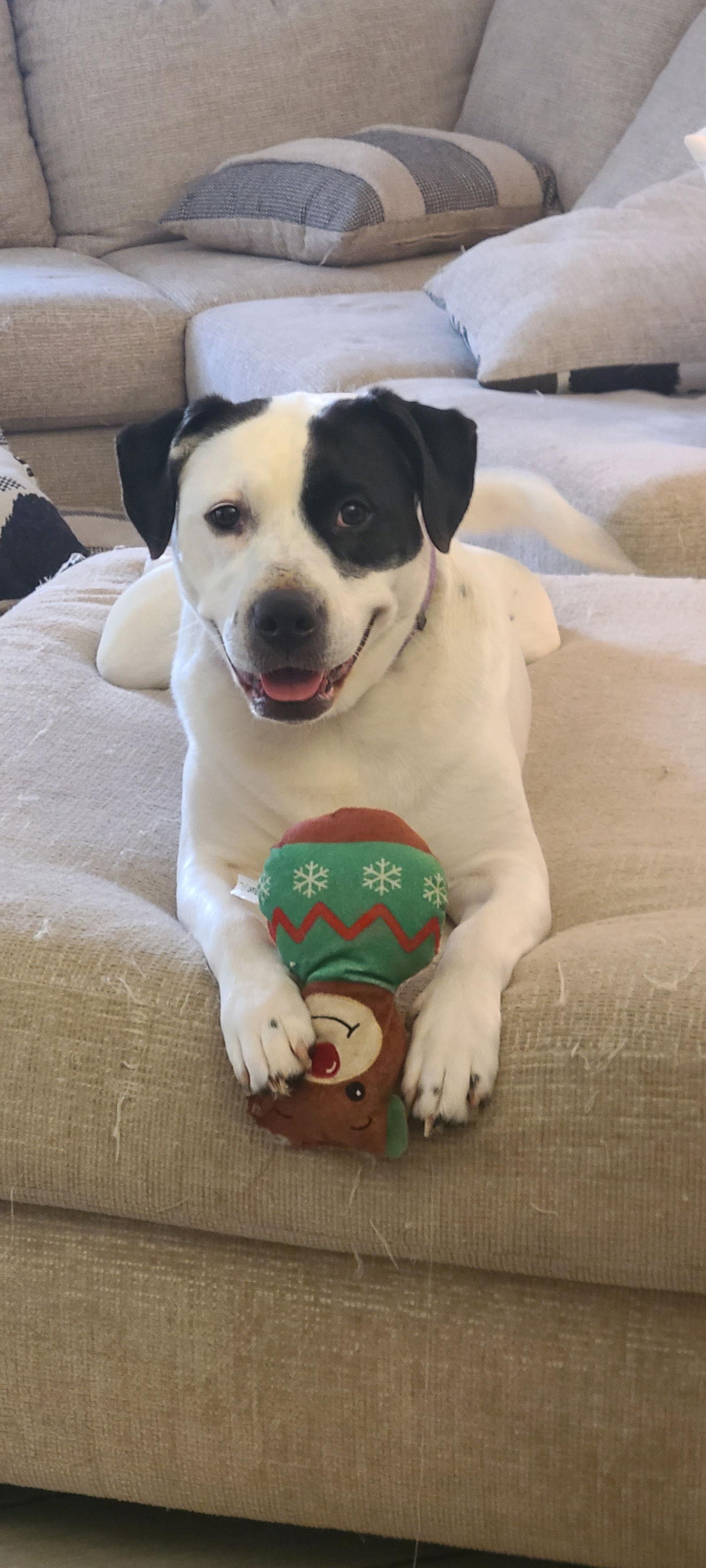 Enlarge Zelda, a Adoptable mixed breed in New Hope, PA image 1/3