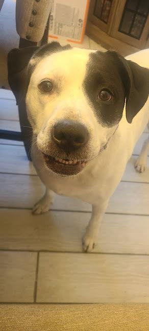 Enlarge Zelda, a Adoptable mixed breed in New Hope, PA image 2/3