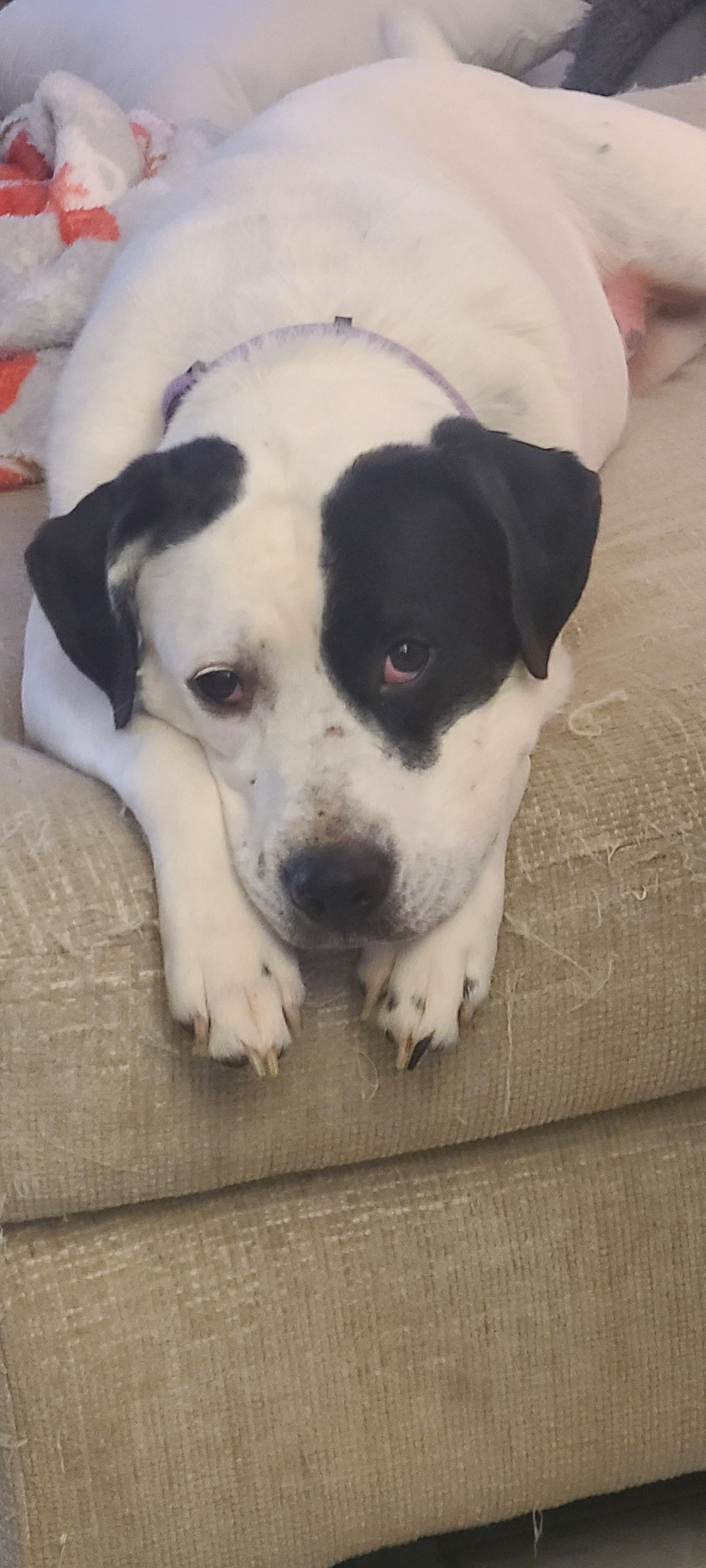 Enlarge Zelda, a Adoptable mixed breed in New Hope, PA image 3/3