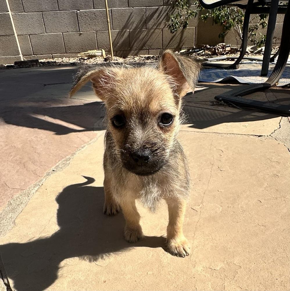 Enlarge Pepita, a Adoptable Schnauzer in TUCSON, AZ image 2/3