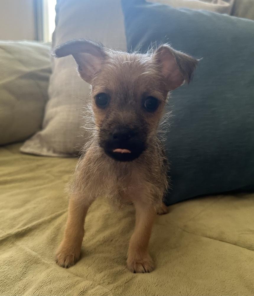 Enlarge Pepita, a Adoptable Schnauzer in TUCSON, AZ image 3/3