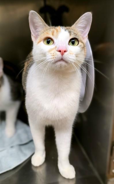 Enlarge STARLIGHT, a Adoptable Domestic Short Hair in York, SC image 1/1