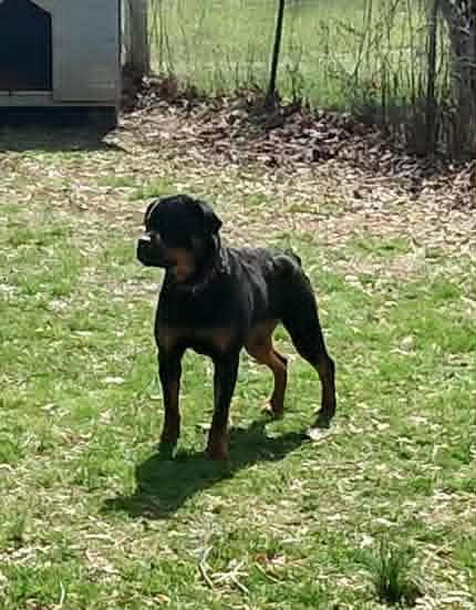 Enlarge Libby, a ADOPTABLE Rottweiler in Perkasie, PA image 2/4