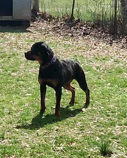 Enlarge Libby, a ADOPTABLE Rottweiler in Perkasie, PA image 3/4