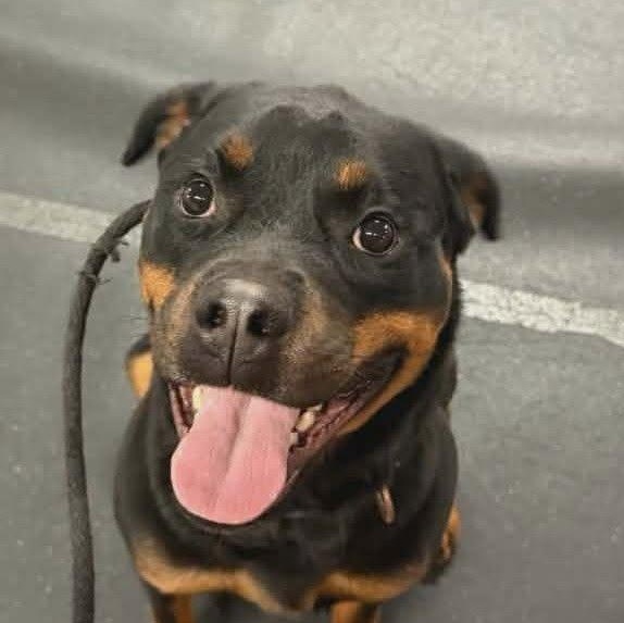 Libby, a ADOPTABLE Rottweiler in Perkasie, PA image 3/6