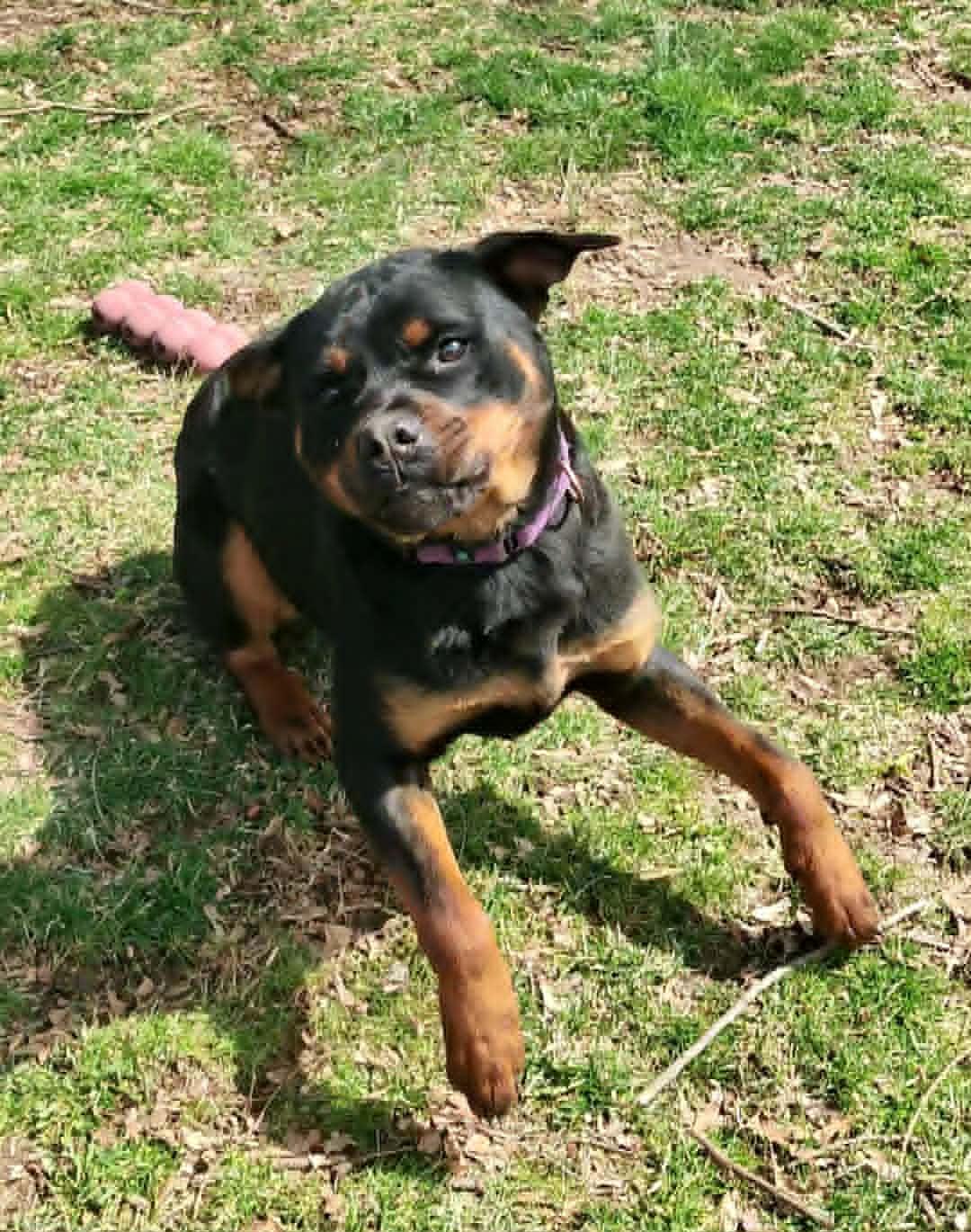 Enlarge Libby, a ADOPTABLE Rottweiler in Perkasie, PA image 4/4