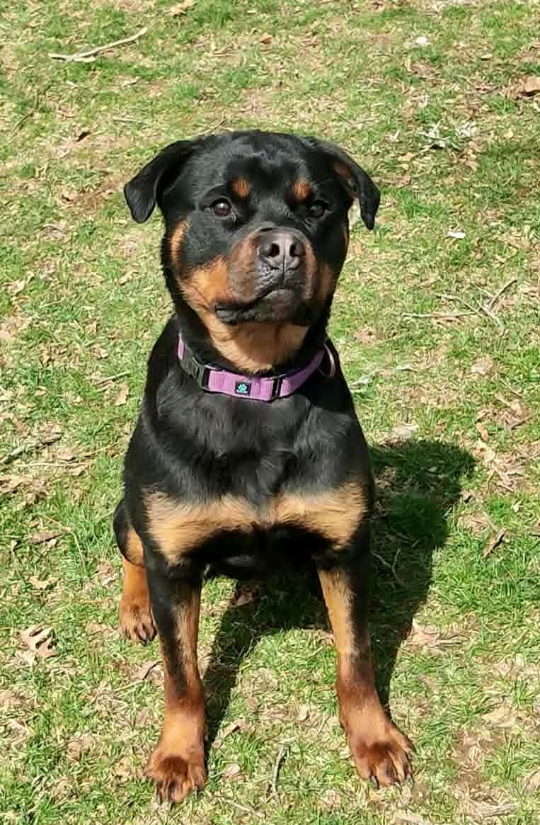 Enlarge Libby, a ADOPTABLE Rottweiler in Perkasie, PA image 1/4