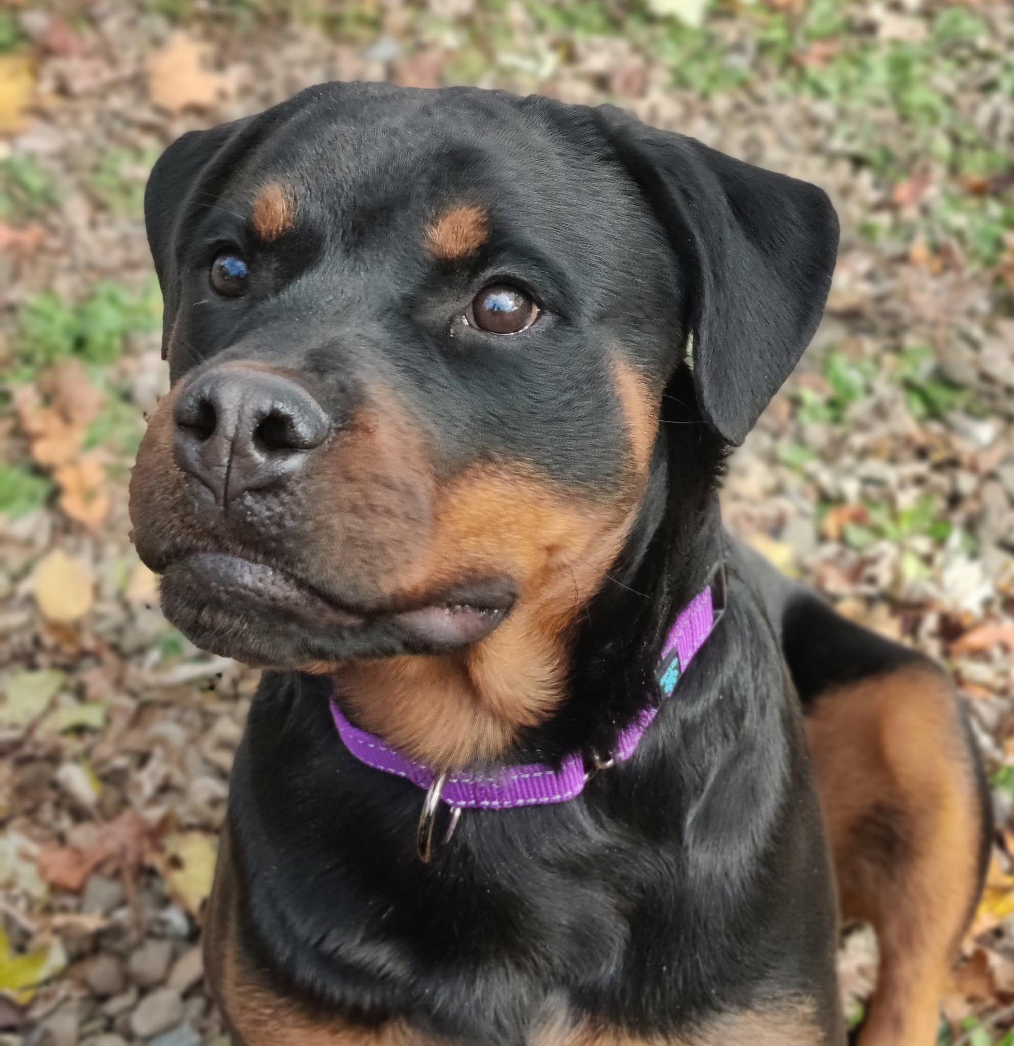 Libby, a ADOPTABLE Rottweiler in Perkasie, PA image 1/6