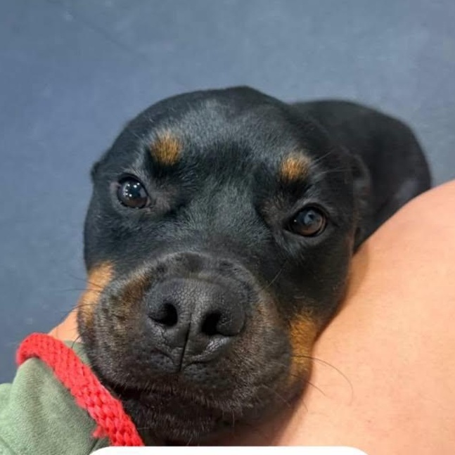 Libby, a ADOPTABLE Rottweiler in Perkasie, PA image 4/6