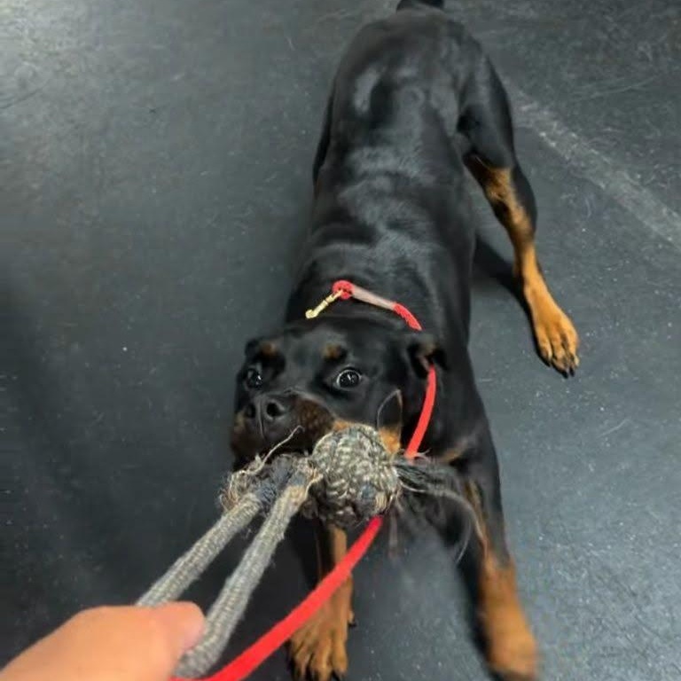 Libby, a ADOPTABLE Rottweiler in Perkasie, PA image 5/6