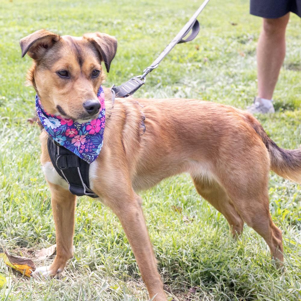 Enlarge Pippa (Female), a Adoptable mixed breed in West Grove, PA image 2/6