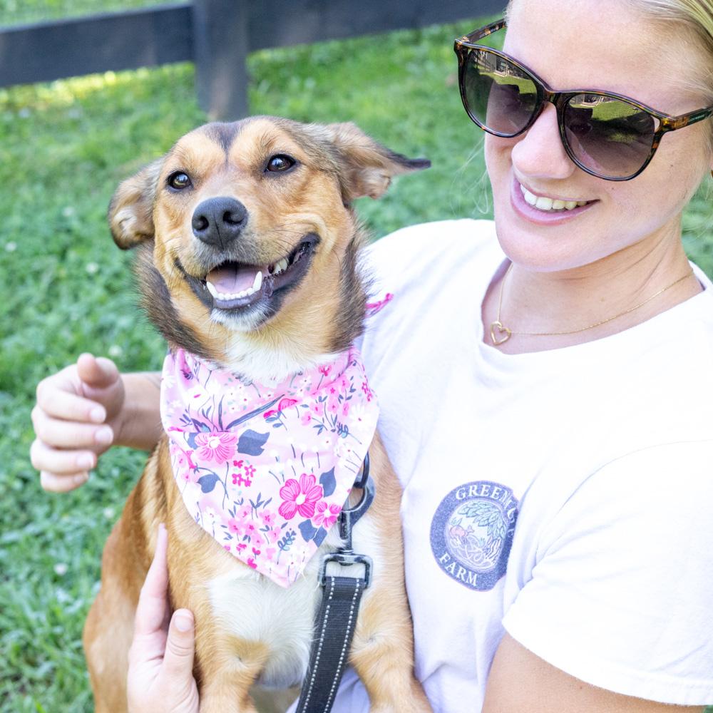 Enlarge Pippa (Female), a Adoptable mixed breed in West Grove, PA image 5/6