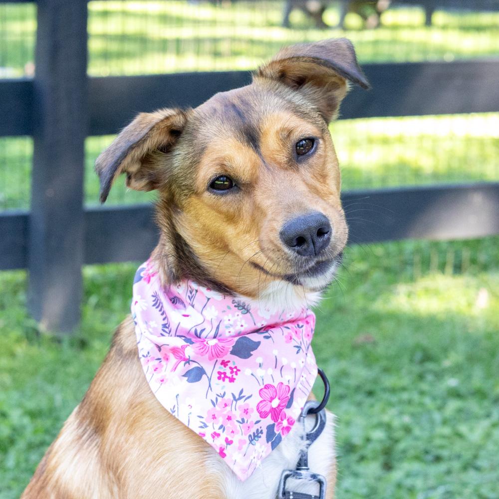 Enlarge Pippa (Female), a Adoptable mixed breed in West Grove, PA image 3/6