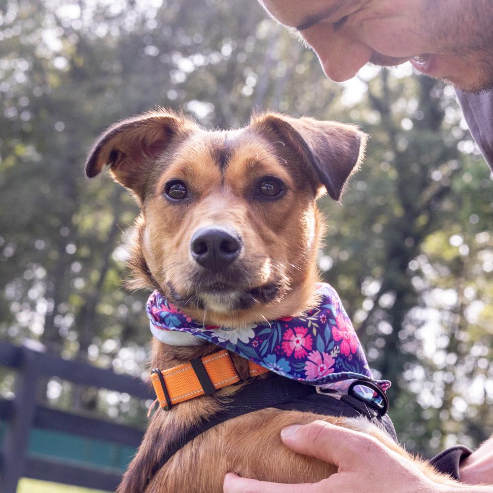 Enlarge Pippa (Female), a Adoptable mixed breed in West Grove, PA image 4/6