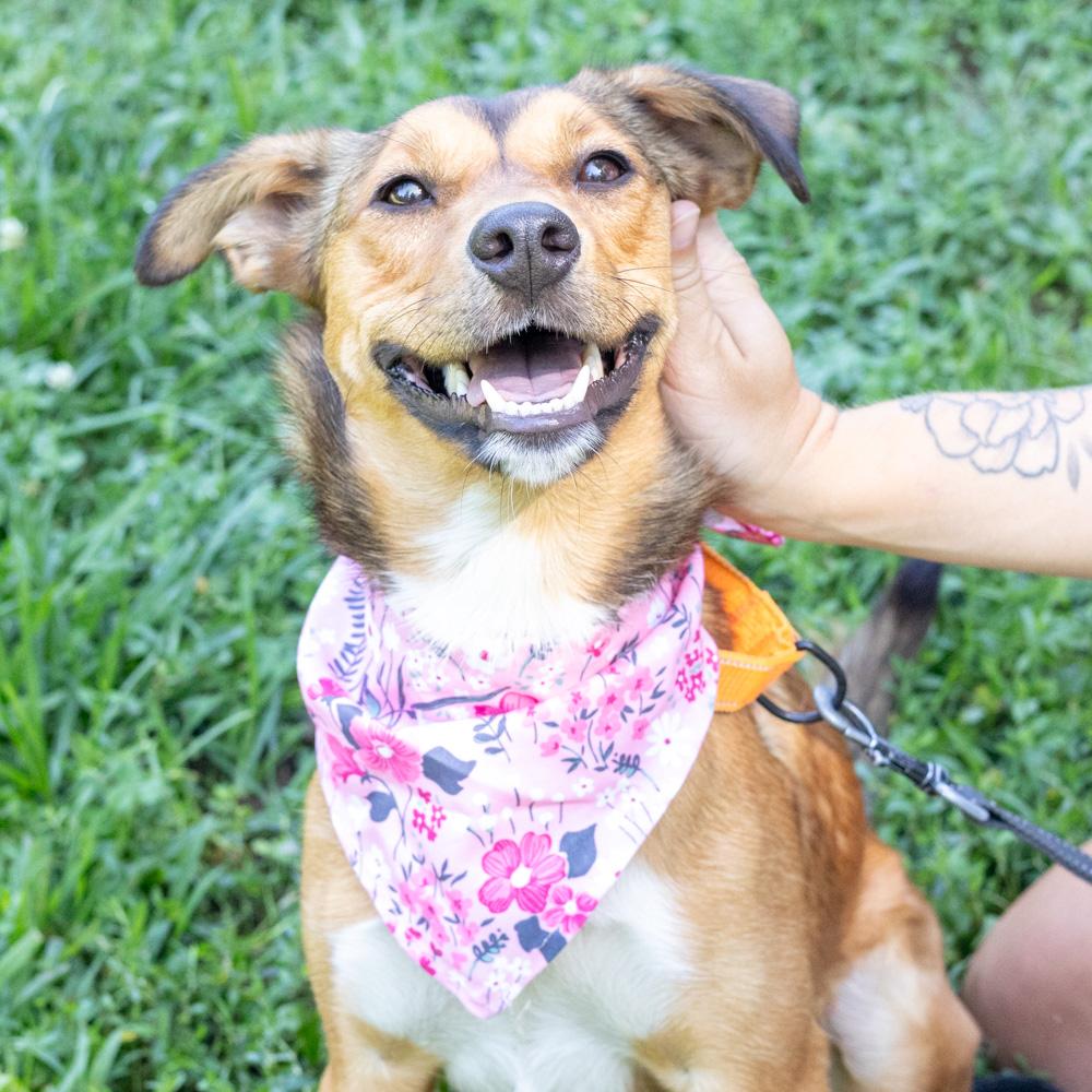 Enlarge Pippa (Female), a Adoptable mixed breed in West Grove, PA image 1/6