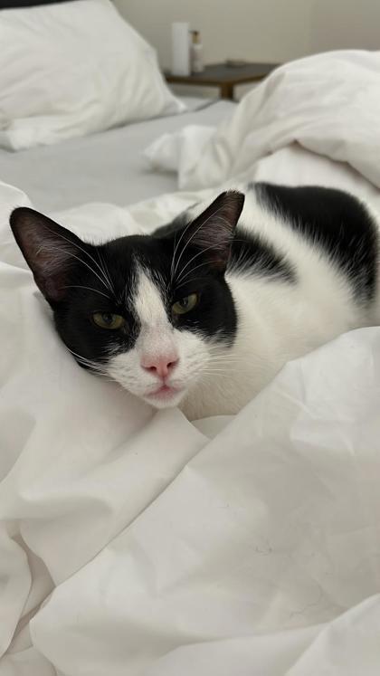 Angel, Adoptable, Young Male Egyptian Mau & Domestic Short Hair.