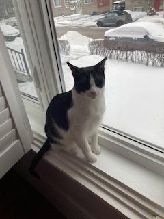 Enlarge Angel, a Adoptable mixed breed in Montreal, QC image 2/3