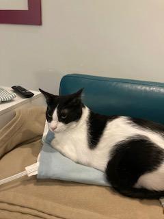 Enlarge Angel, a Adoptable mixed breed in Montreal, QC image 3/3