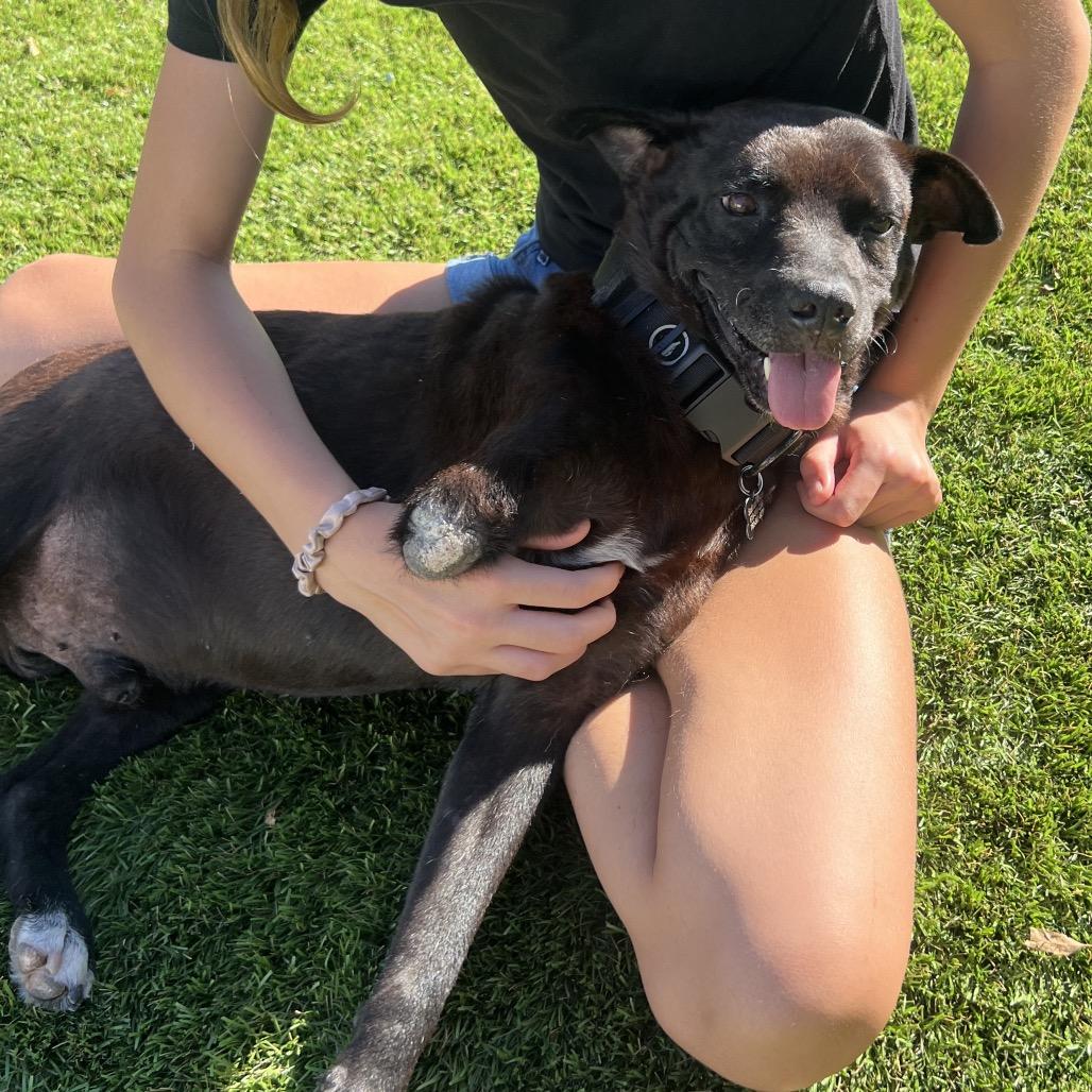 Lieutenant Dan the Tri Pod, Adoptable, Adult Male Chow Chow & Black Labrador Retriever.