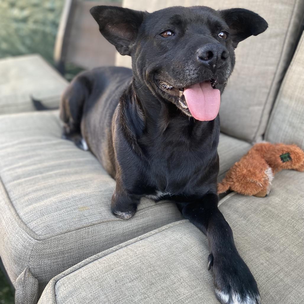 Enlarge Lieutenant Dan the Tri Pod, a Adoptable mixed breed in Escondido, CA image 2/5