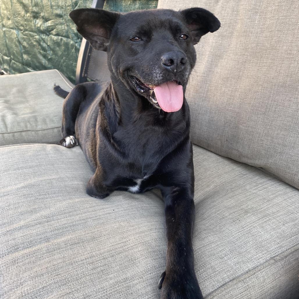 Enlarge Lieutenant Dan the Tri Pod, a Adoptable mixed breed in Escondido, CA image 4/5