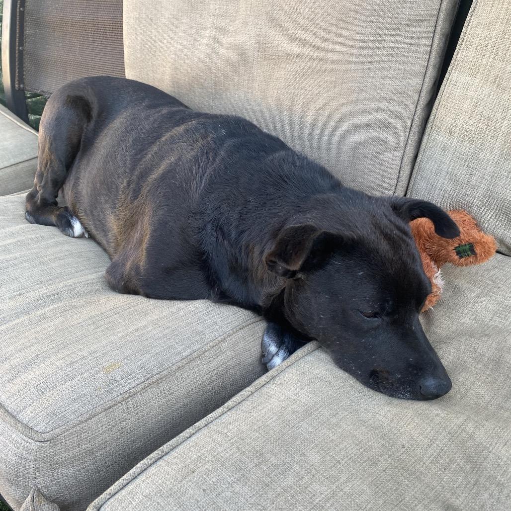 Enlarge Lieutenant Dan the Tri Pod, a Adoptable mixed breed in Escondido, CA image 5/5