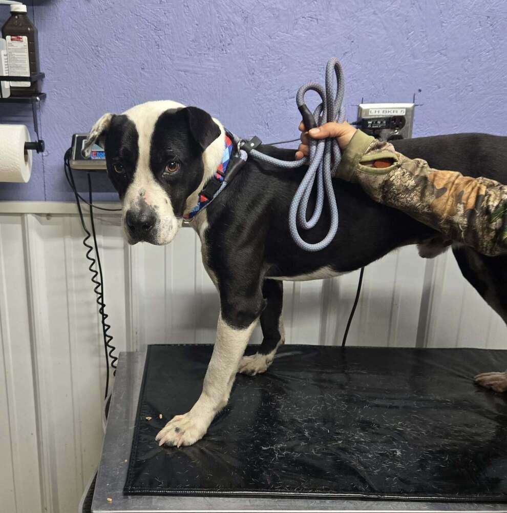 Rolo, Adoptable, Adult Male Pit Bull Terrier.