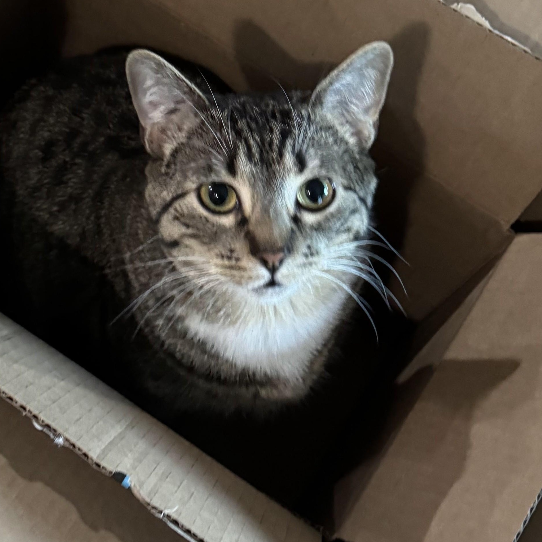 Enlarge Celeste, a Adoptable Domestic Short Hair in Sammamish, WA image 3/6