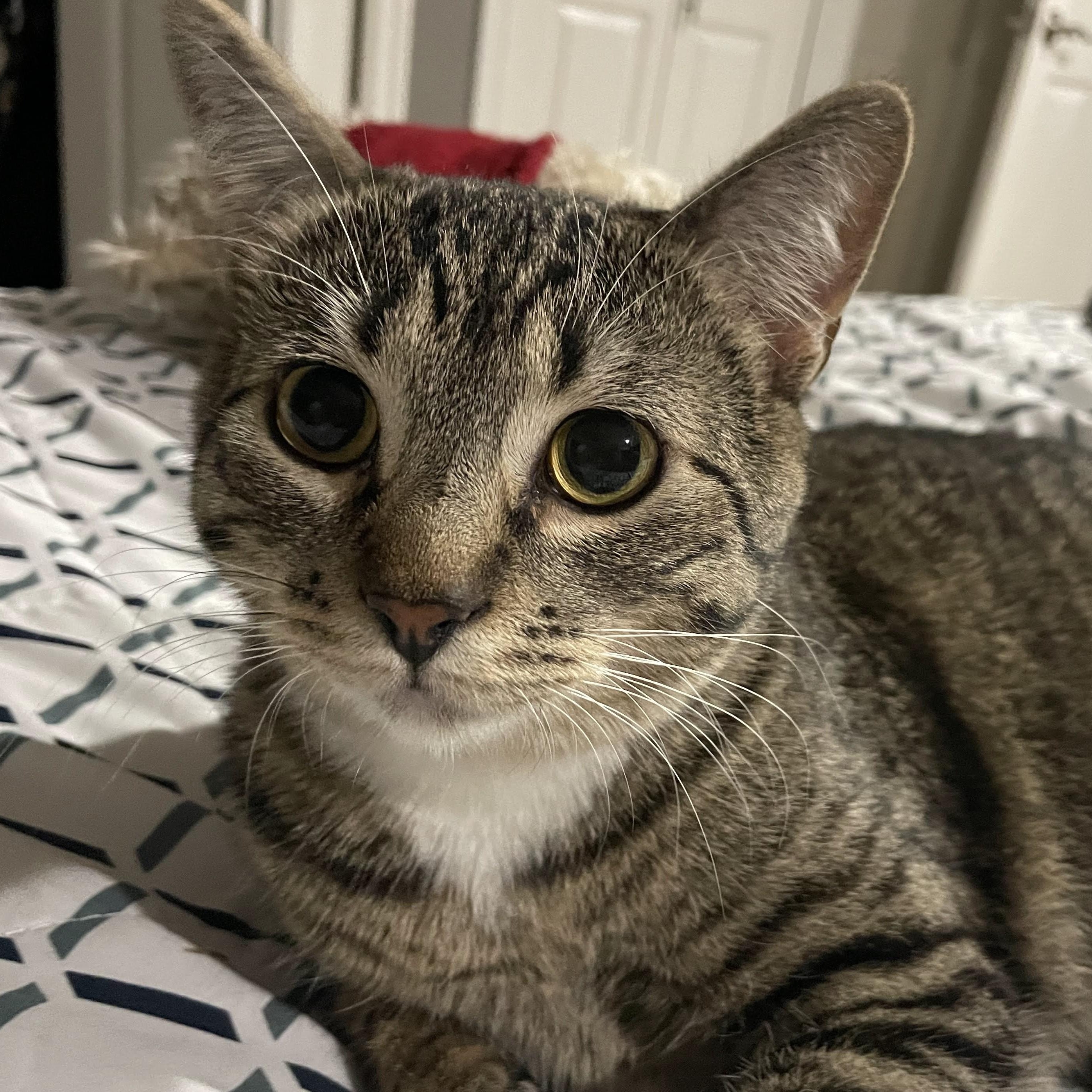 Enlarge Celeste, a Adoptable Domestic Short Hair in Sammamish, WA image 2/6