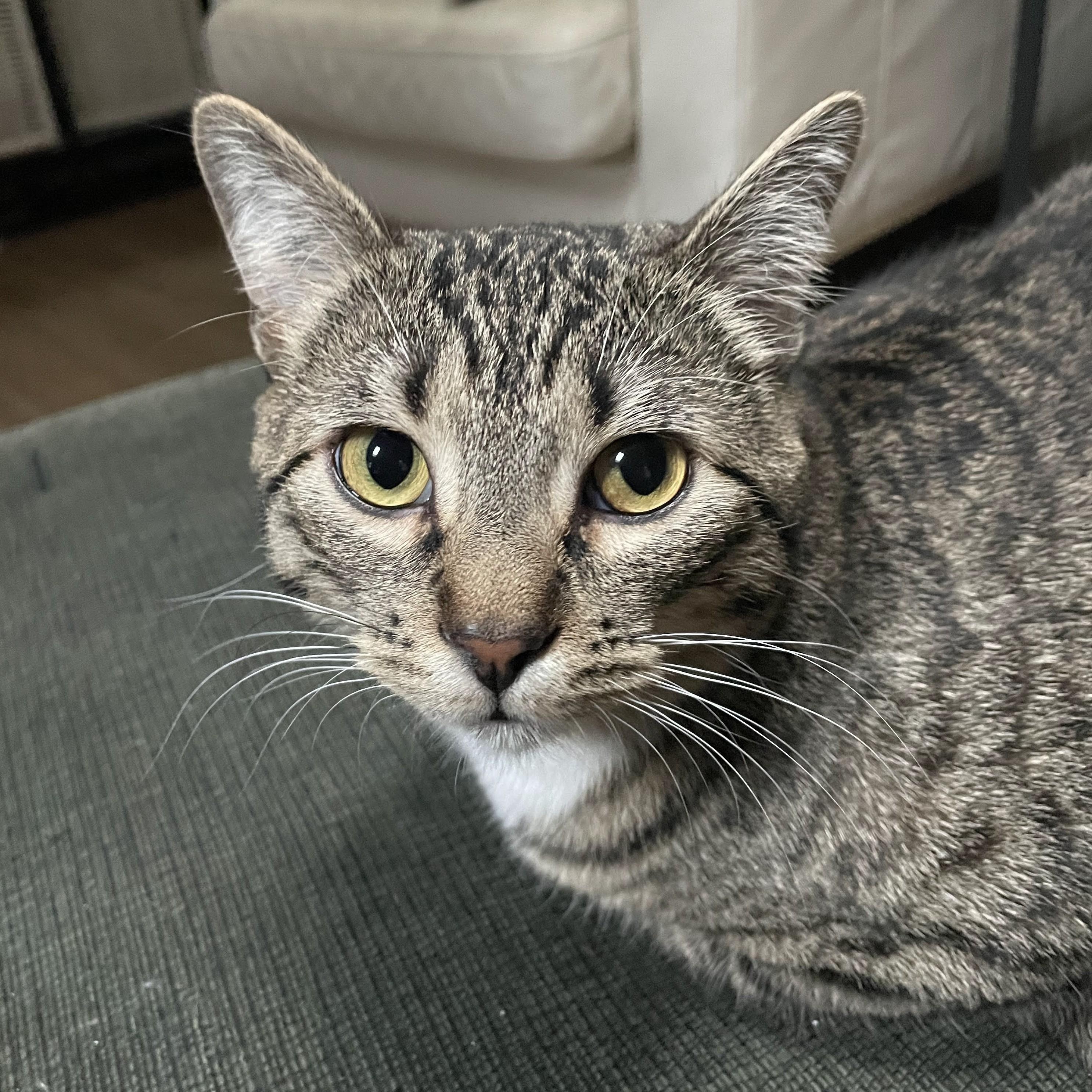 Enlarge Celeste, a Adoptable Domestic Short Hair in Sammamish, WA image 4/6