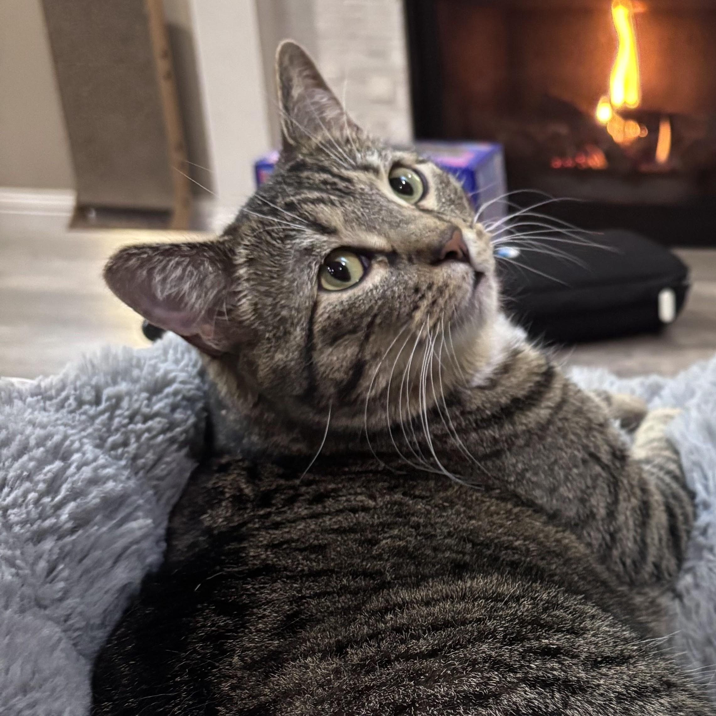 Enlarge Celeste, a Adoptable Domestic Short Hair in Sammamish, WA image 5/6