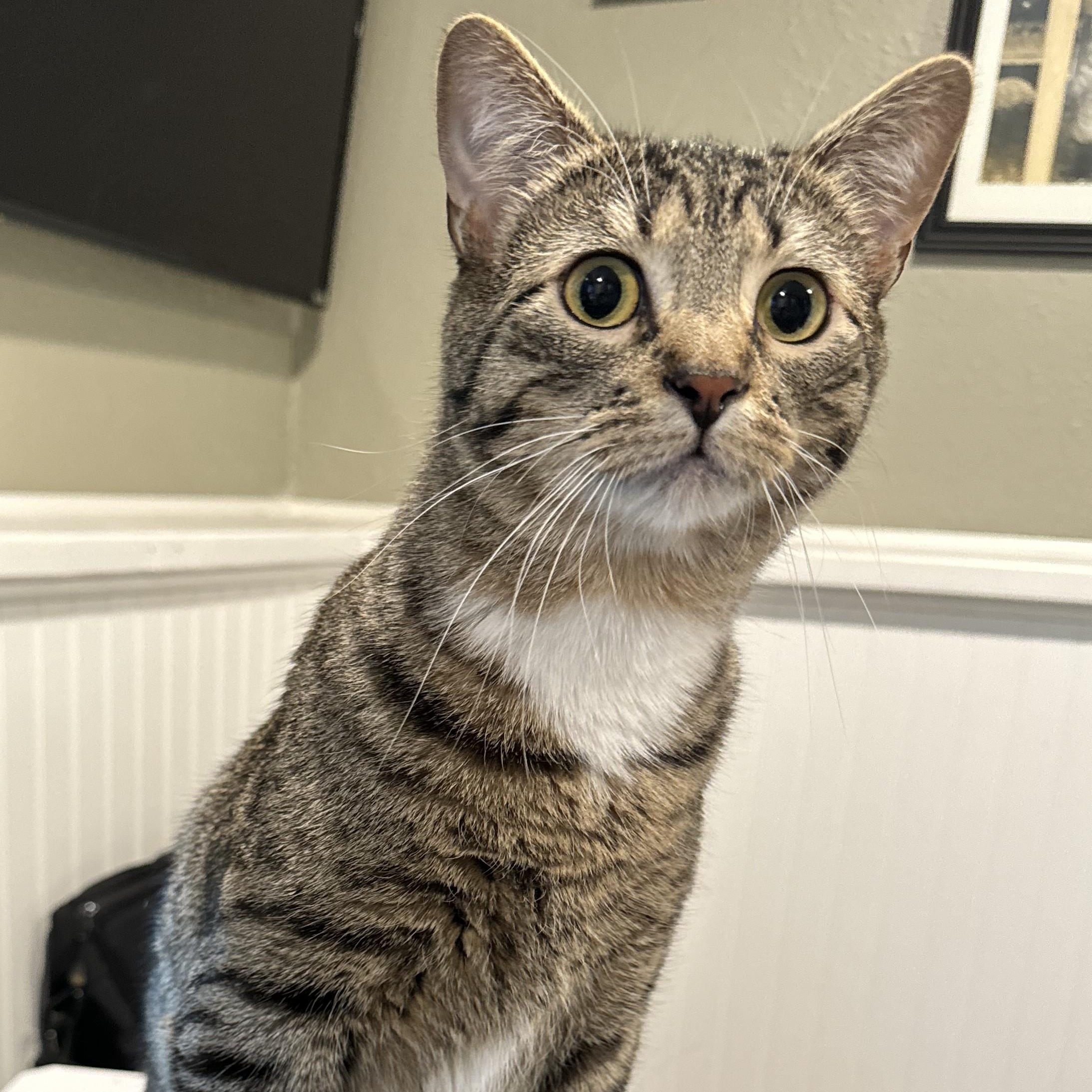 Celeste, Adoptable, Adult Female Domestic Short Hair.