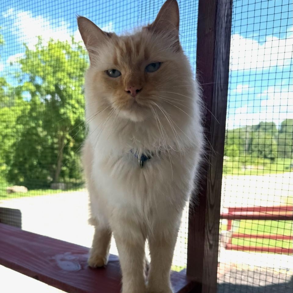 Yoda, an adopted Ragdoll in Greensburg, PA image 2/4