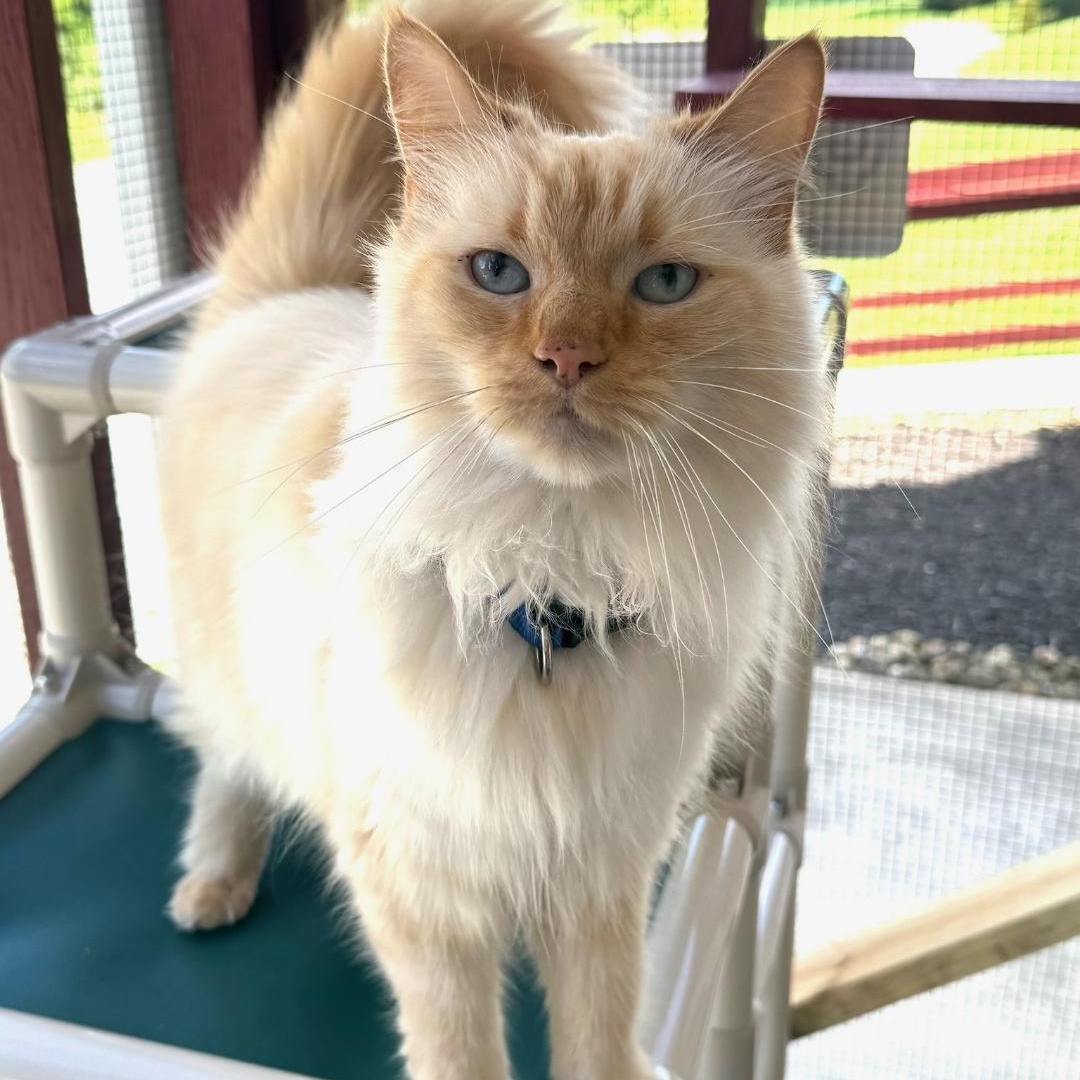 Yoda, an adopted Ragdoll in Greensburg, PA image 1/4