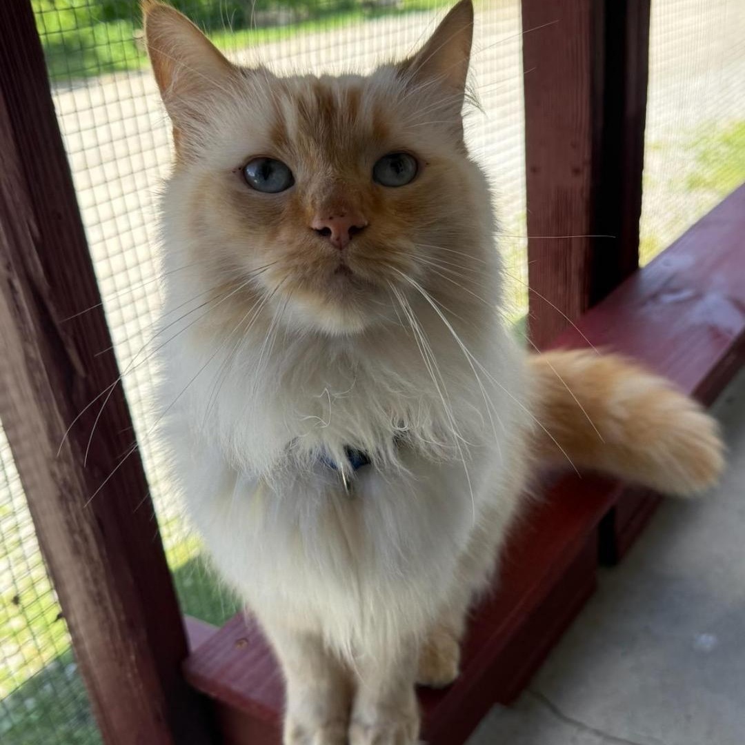 Yoda, an adopted Ragdoll in Greensburg, PA image 3/4