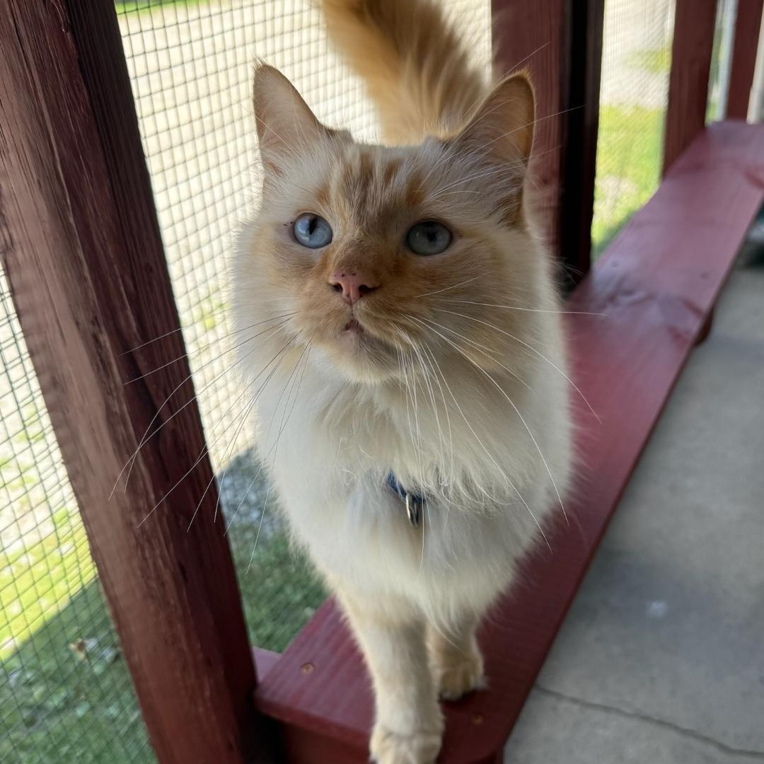 Yoda, an adopted Ragdoll in Greensburg, PA image 4/4