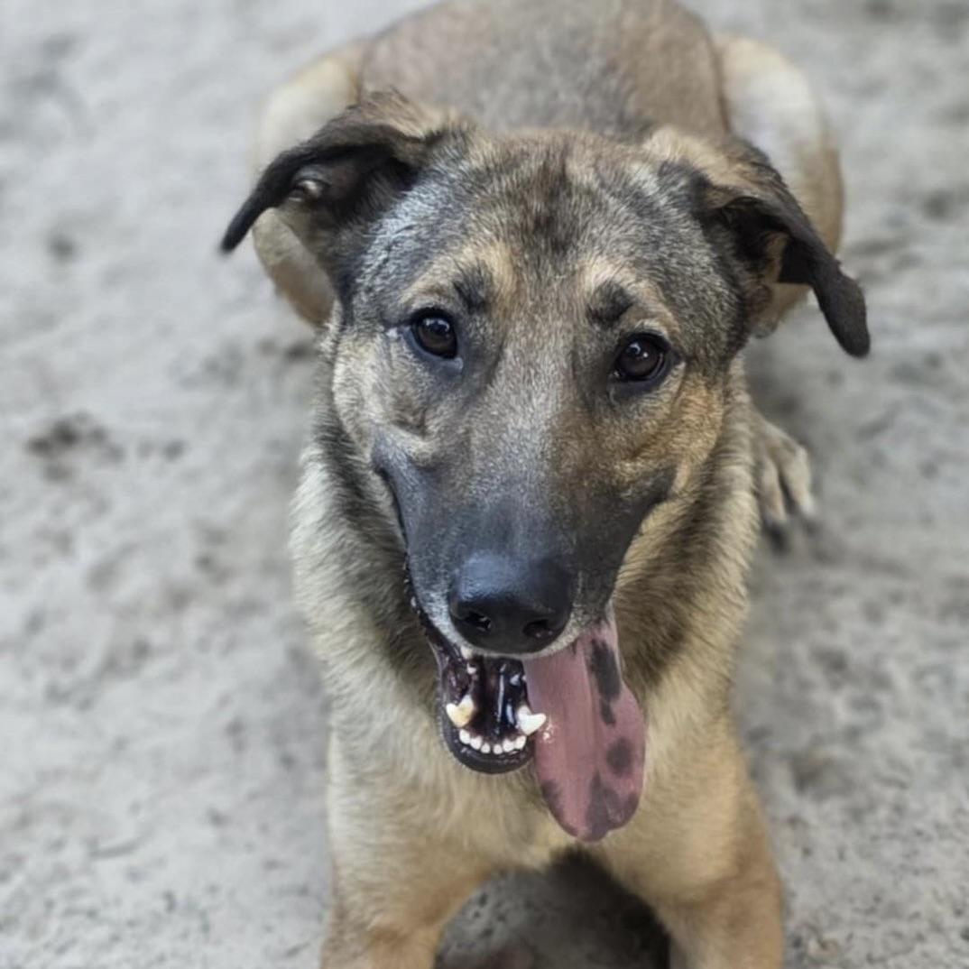 Huckleberry (20250826-01)