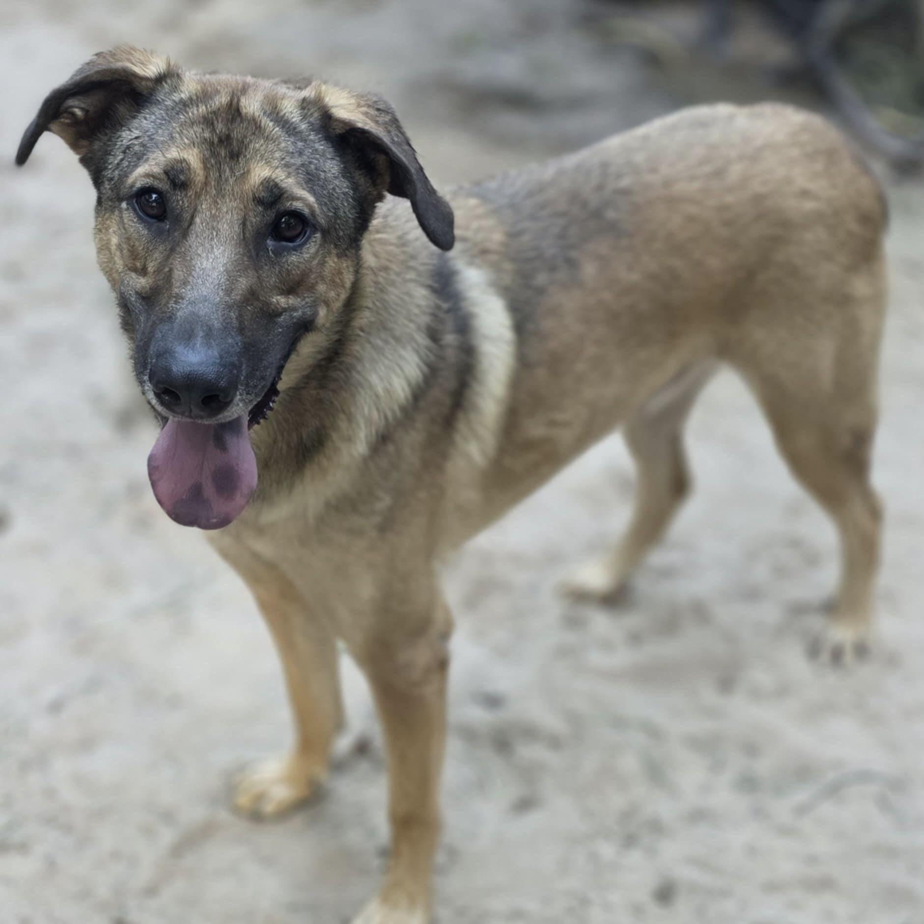 Huckleberry (20250826-01) — thumbnail 4