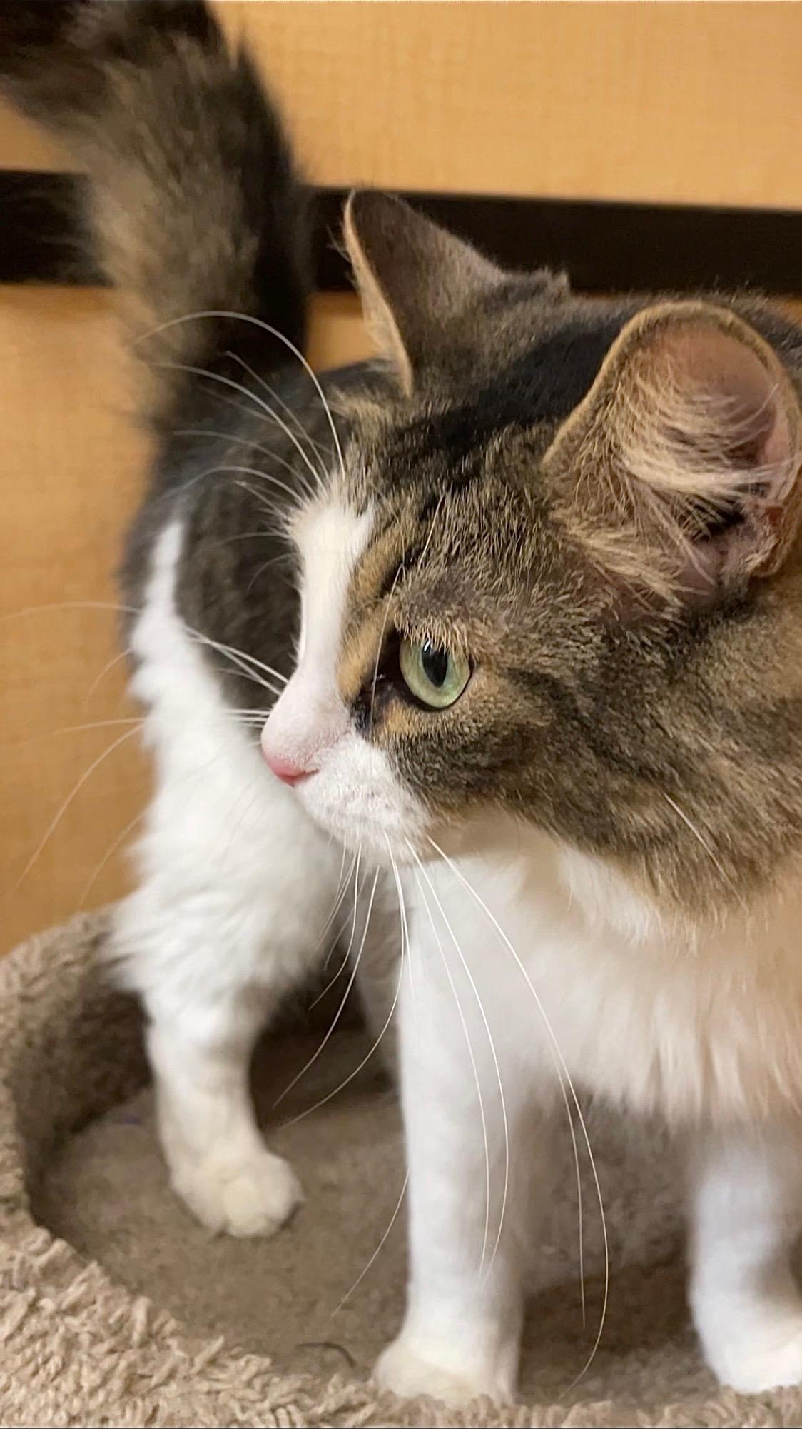 Enlarge Whiskers 2, an adopted Domestic Medium Hair in Barrington Hills, IL image 1/3