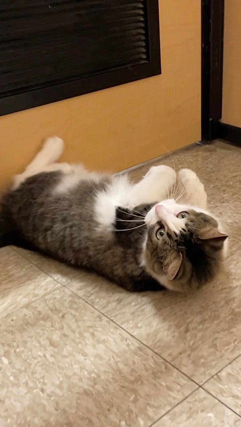 Enlarge Whiskers 2, an adopted Domestic Medium Hair in Barrington Hills, IL image 2/3