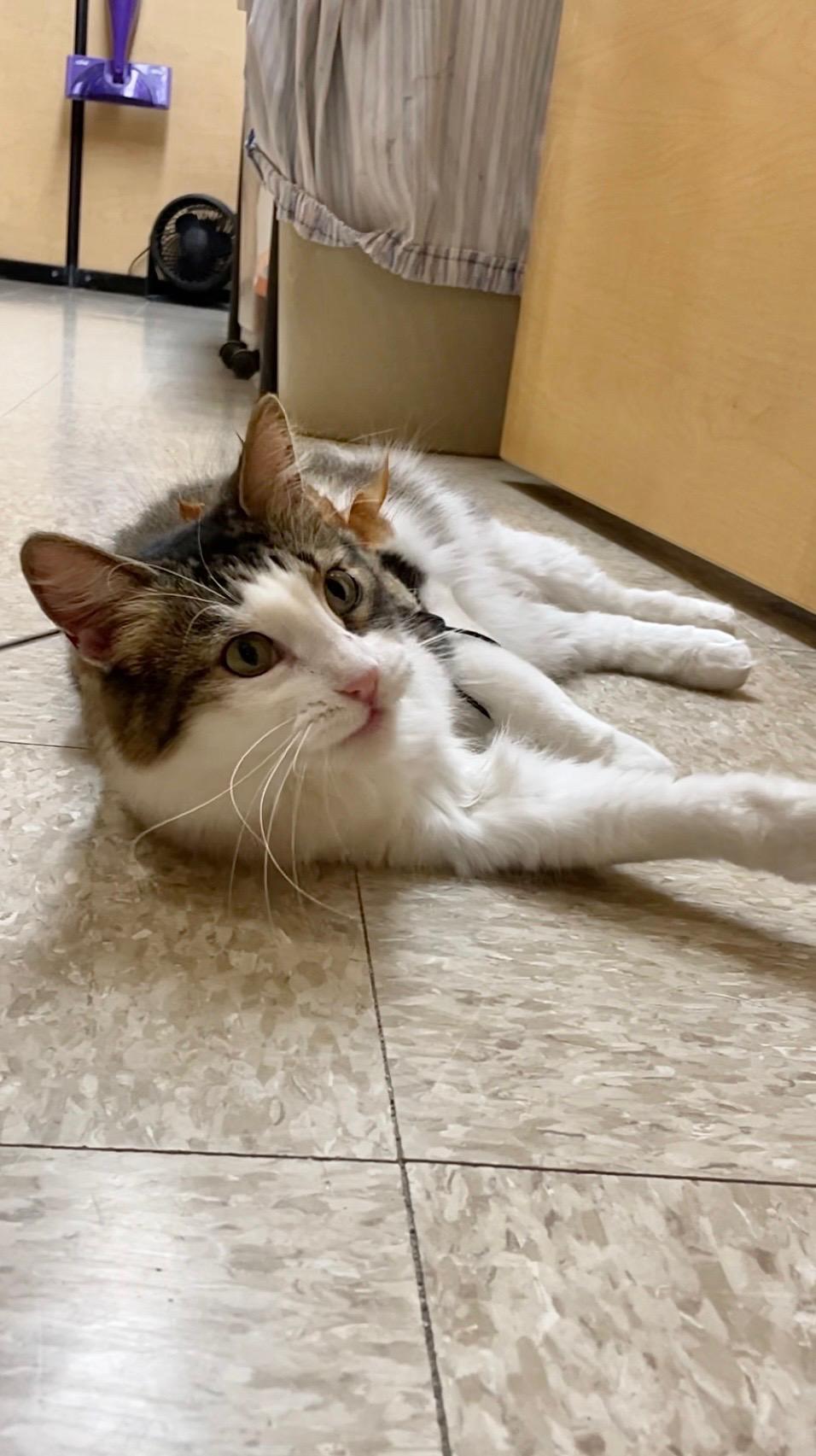 Enlarge Whiskers 2, an adopted Domestic Medium Hair in Barrington Hills, IL image 3/3