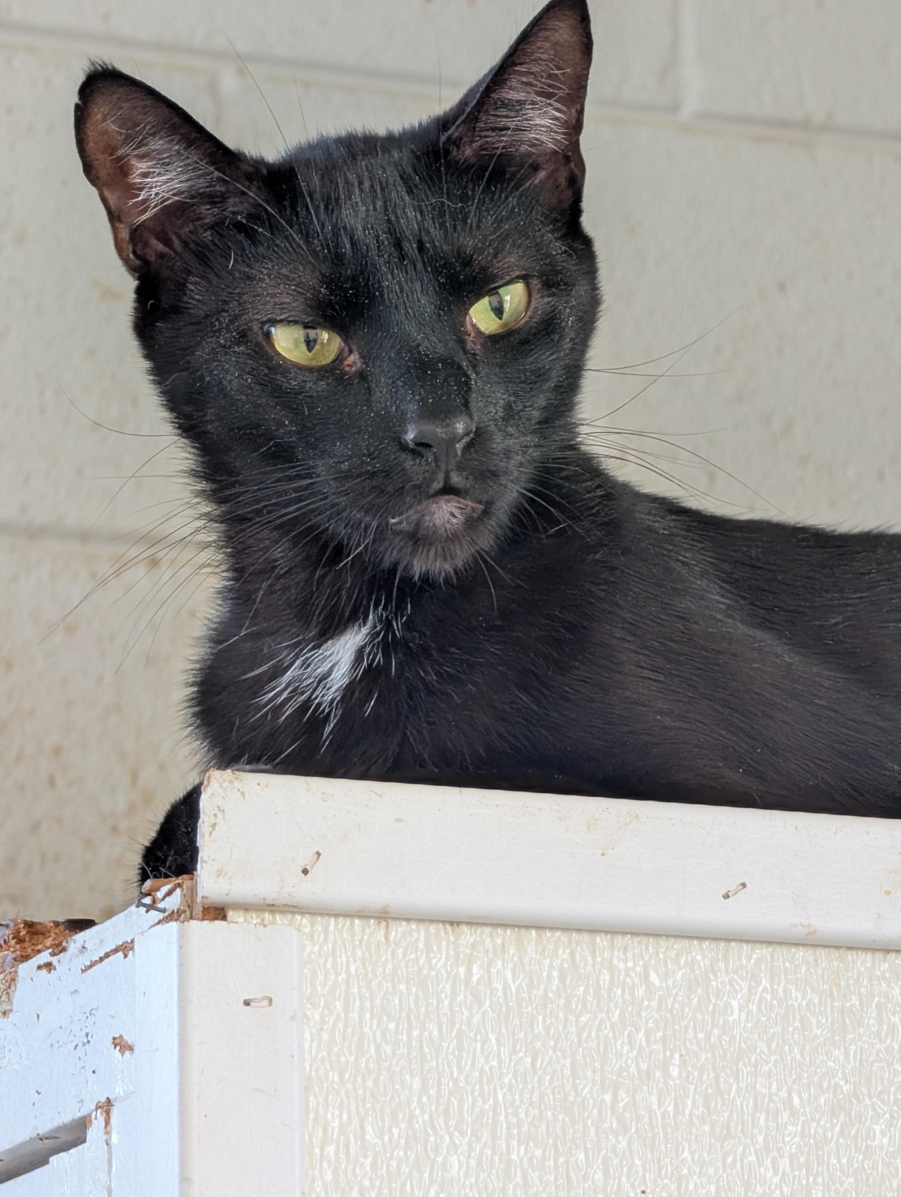 Enlarge Tumbleweed, a Adoptable Domestic Short Hair in Tilton, IL image 4/6