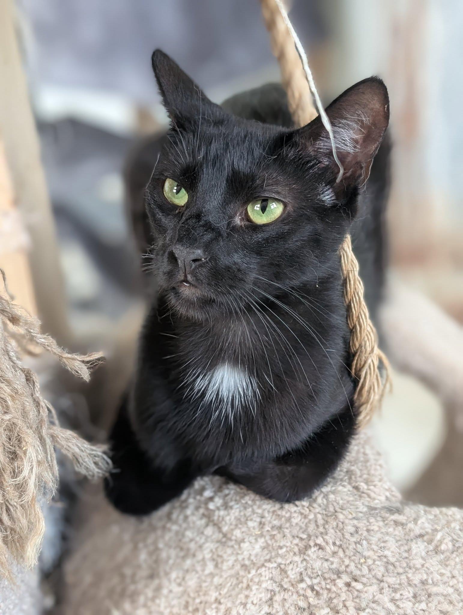 Enlarge Tumbleweed, a Adoptable Domestic Short Hair in Tilton, IL image 5/6