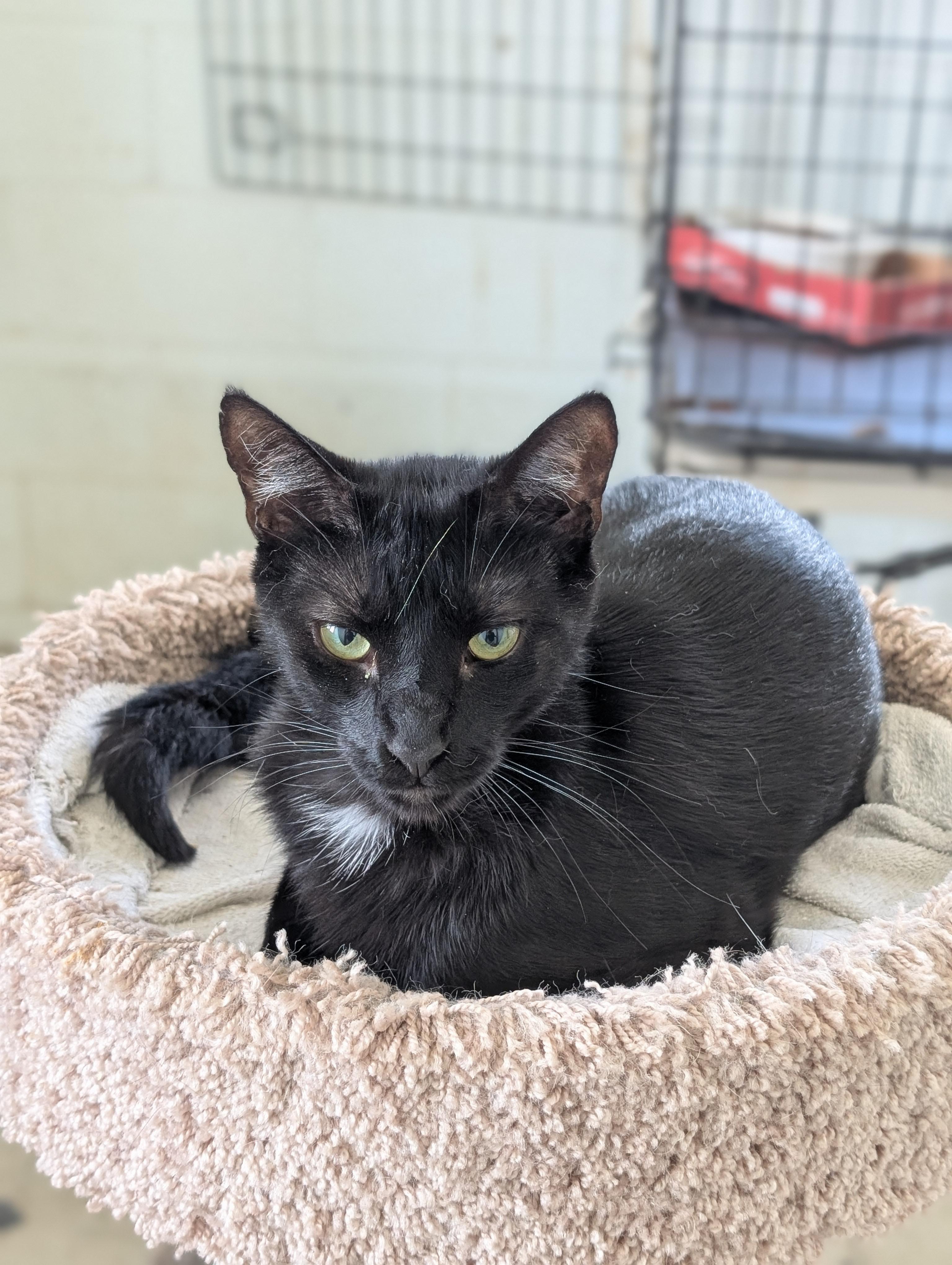 Enlarge Tumbleweed, a Adoptable Domestic Short Hair in Tilton, IL image 3/6