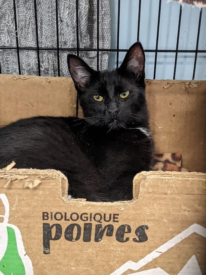 Enlarge Tumbleweed, a Adoptable Domestic Short Hair in Tilton, IL image 6/6