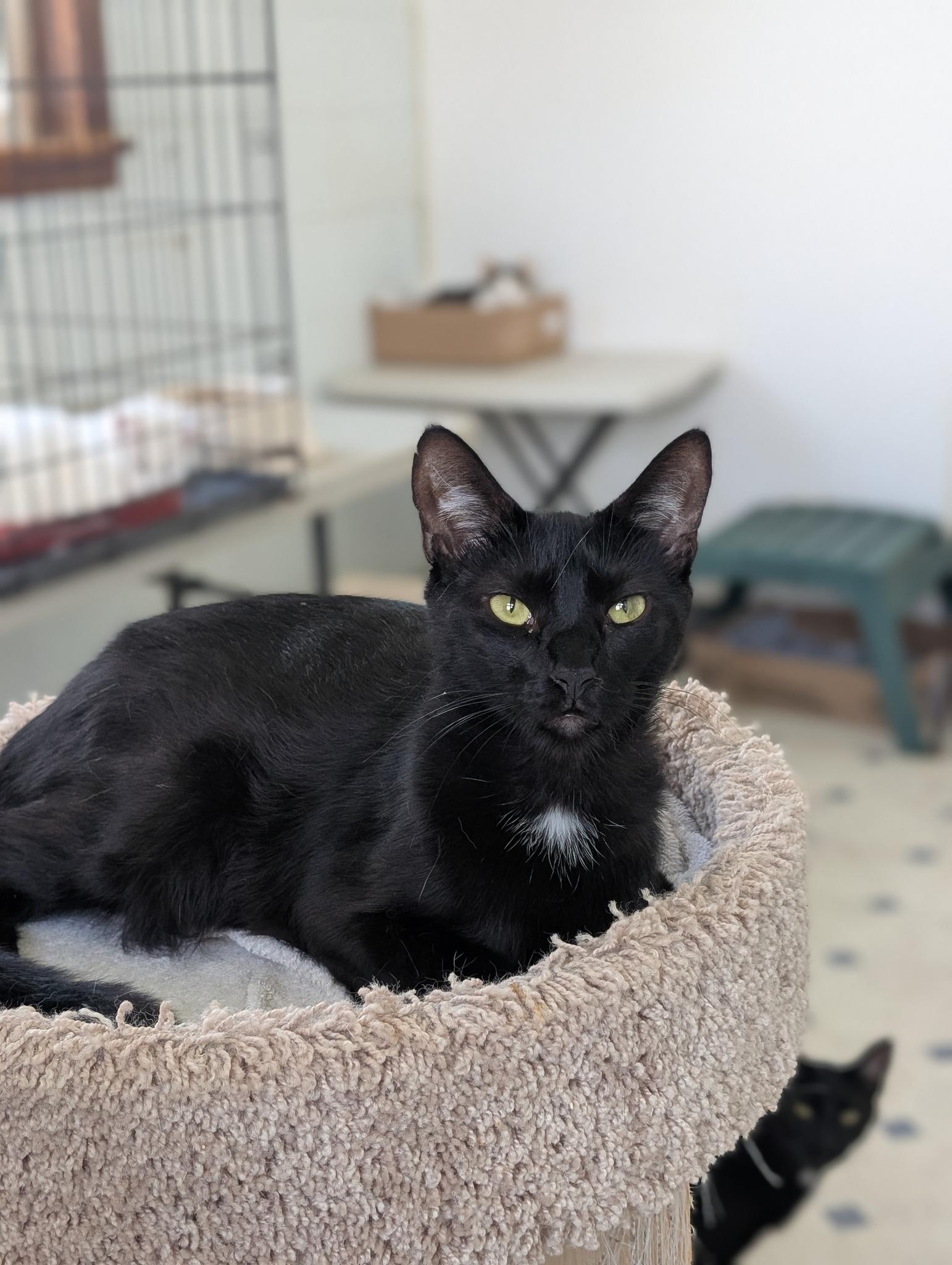 Tumbleweed, Adoptable, Adult Male Domestic Short Hair.