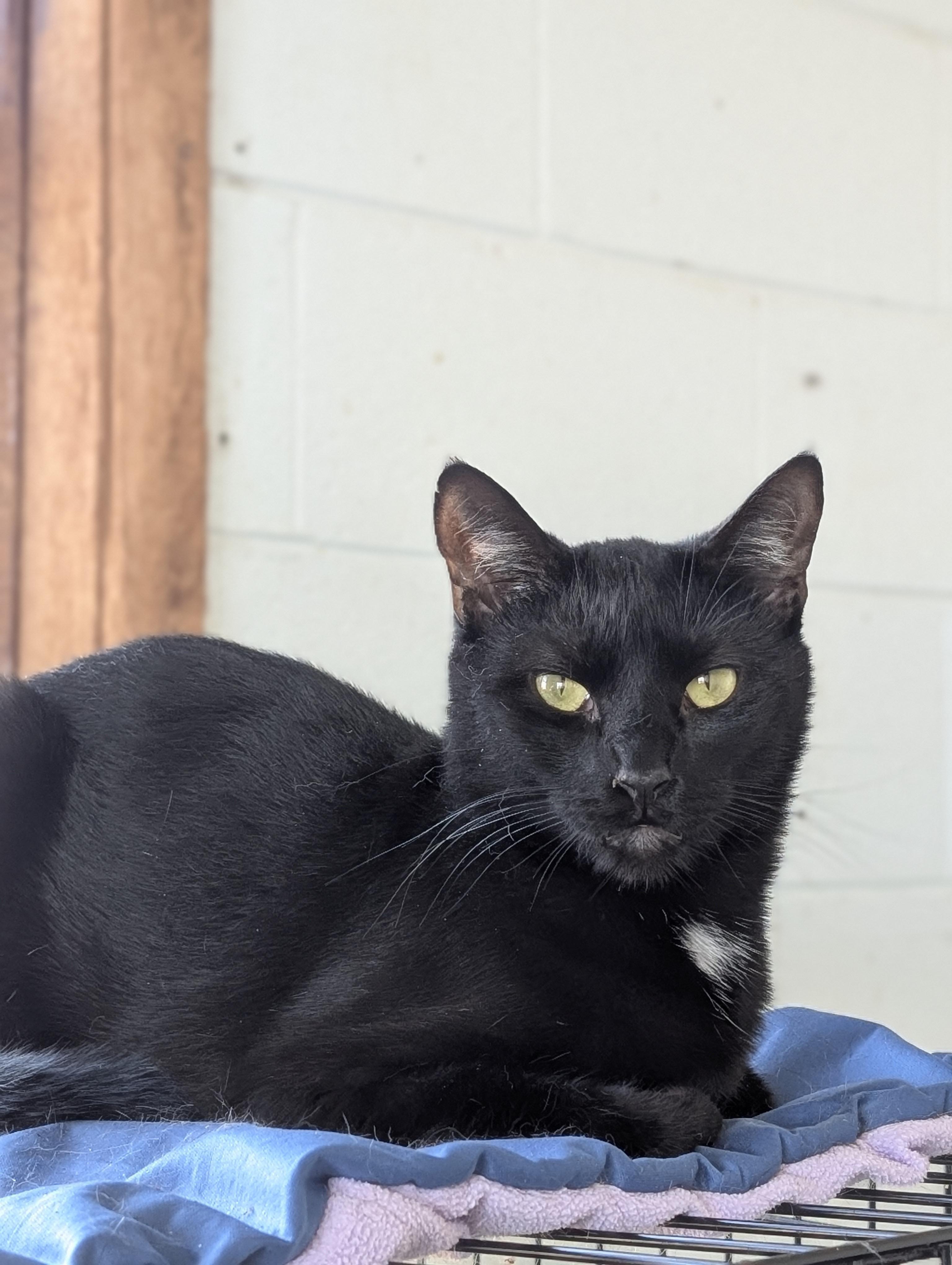 Tumbleweed, Adoptable, Adult Male Domestic Short Hair.